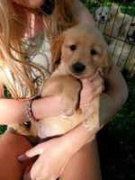 Molly, a female Golden Retriever for sale in Barrington, IL – 1 of 2