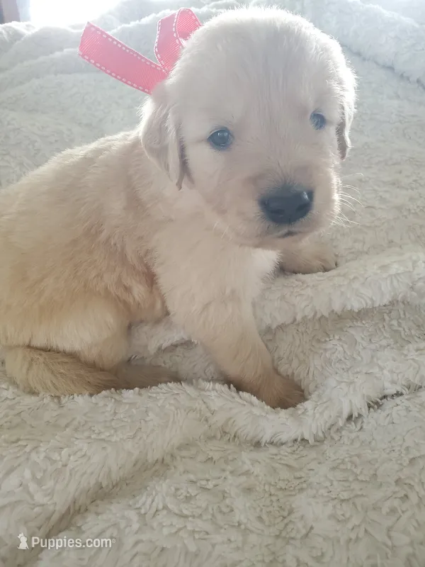 Cooper – Golden Retriever puppy for sale in Barrington, IL