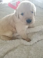 Cooper, a male Golden Retriever for sale in Barrington, IL – 1 of 4