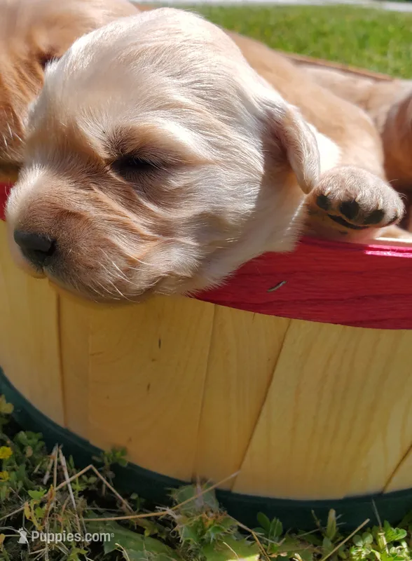 Juniper  – Golden Retriever puppy for sale in Barrington, IL