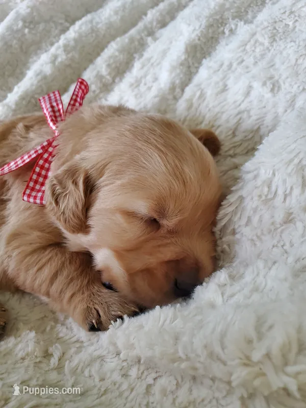 Louie – Golden Retriever puppy on hold in Barrington, IL