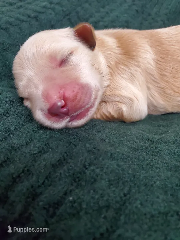 Penelope – Golden Retriever puppy for sale in Barrington, IL