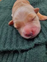 Hudson , a male Golden Retriever for sale in Barrington, IL – 4 of 10