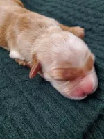 Hudson , a male Golden Retriever for sale in Barrington, IL – 1 of 10