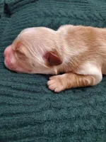 Hudson , a male Golden Retriever for sale in Barrington, IL – 3 of 10