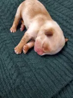 Hudson , a male Golden Retriever for sale in Barrington, IL – 5 of 10