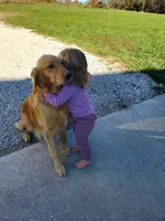 Hudson , a male Golden Retriever for sale in Barrington, IL – 10 of 10