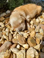 Leo, a male Golden Retriever for sale in Barrington, IL – 2 of 10