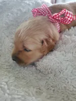 Paisley, a female Golden Retriever for sale in Barrington, IL – 2 of 10