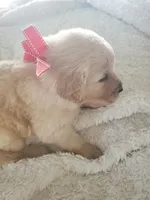 Cooper, a male Golden Retriever for sale in Barrington, IL – 4 of 4