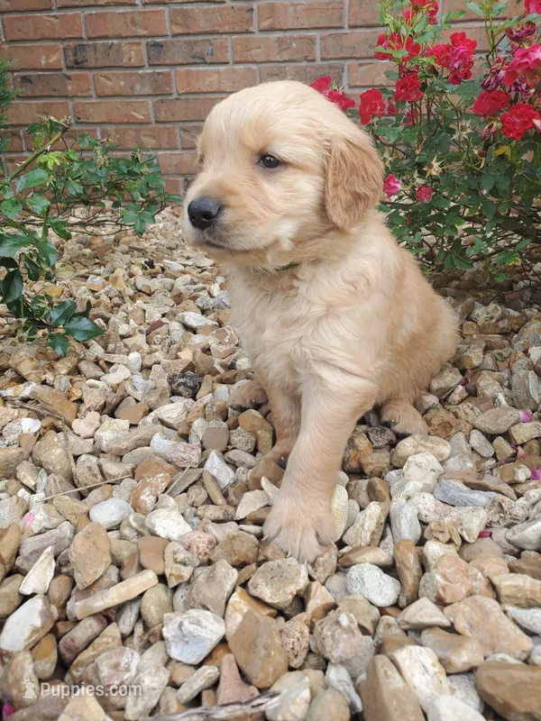 Bella  – Golden Retriever puppy for sale in Barrington, IL