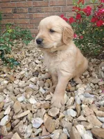 Penelope, a female Golden Retriever for sale in Barrington, IL – 1 of 8