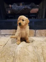 Annabelle, a female Golden Retriever for sale in Barrington, IL – 4 of 8
