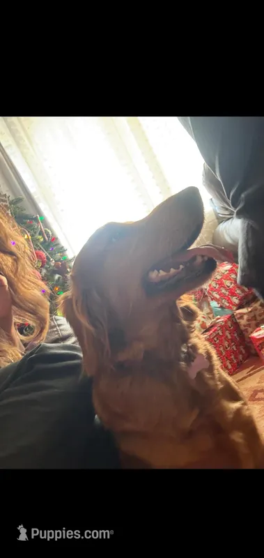 Emma – Golden Retriever puppy for sale in Springfield, MO