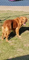 Emma, a female Golden Retriever for sale in Springfield, MO – Photo 4 of 4