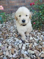 Tucker, a male Golden Retriever for sale in Barrington, IL – 3 of 5
