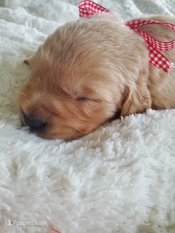 Milo  – Golden Retriever puppy on hold in Barrington, IL