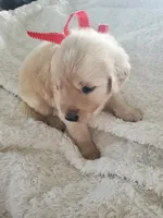 Cooper, a male Golden Retriever for sale in Barrington, IL – 2 of 4