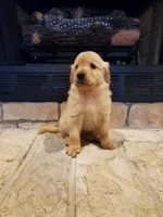 Annabelle, a female Golden Retriever for sale in Barrington, IL – 3 of 8