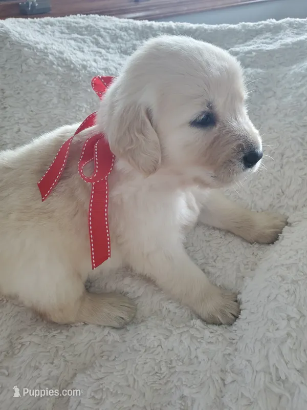 Wendy – Golden Retriever puppy for sale in Barrington, IL