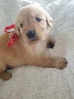 Penny, a female Golden Retriever for sale in Barrington, IL – 3 of 4