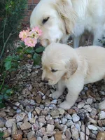 Birch , a male Golden Retriever for sale in Barrington, IL – 4 of 7