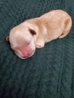 Penelope, a female Golden Retriever for sale in Barrington, IL – 3 of 8