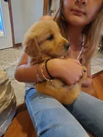 Scarlett, a female Golden Retriever for sale in Barrington, IL – 4 of 5