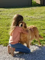 AKC Pearl, a female Golden Retriever for sale in Barrington, IL – 6 of 9