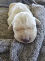Willow, a female Golden Retriever for sale in Barrington, IL – 2 of 9