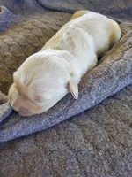 Willow, a female Golden Retriever for sale in Barrington, IL – 4 of 9