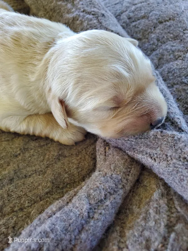 Willow – Golden Retriever puppy for sale in Barrington, IL