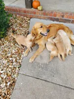 AKC Willow, a female Golden Retriever for sale in Barrington Hills, IL – Photo 2 of 3