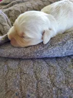 Willow, a female Golden Retriever for sale in Barrington, IL – 3 of 9