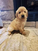Annabelle, a female Golden Retriever for sale in Barrington, IL – 5 of 8