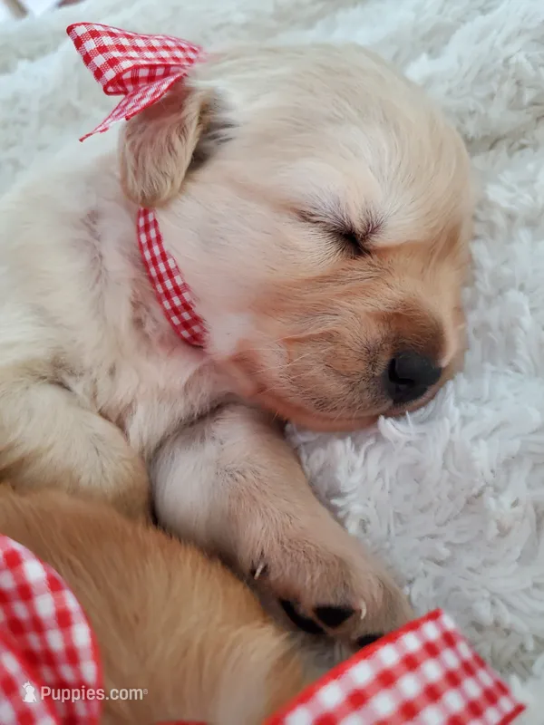 Willow – Golden Retriever puppy for sale in Barrington, IL