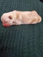 Evelyn, a female Golden Retriever for sale in Barrington, IL – 3 of 4