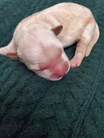 Evelyn, a female Golden Retriever for sale in Barrington, IL – 4 of 4