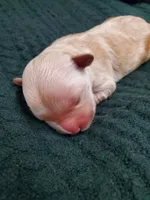 Evelyn, a female Golden Retriever for sale in Barrington, IL – 2 of 4