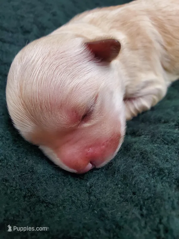 Evelyn – Golden Retriever puppy for sale in Barrington, IL