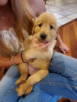 Scarlett, a female Golden Retriever for sale in Barrington, IL – 5 of 5