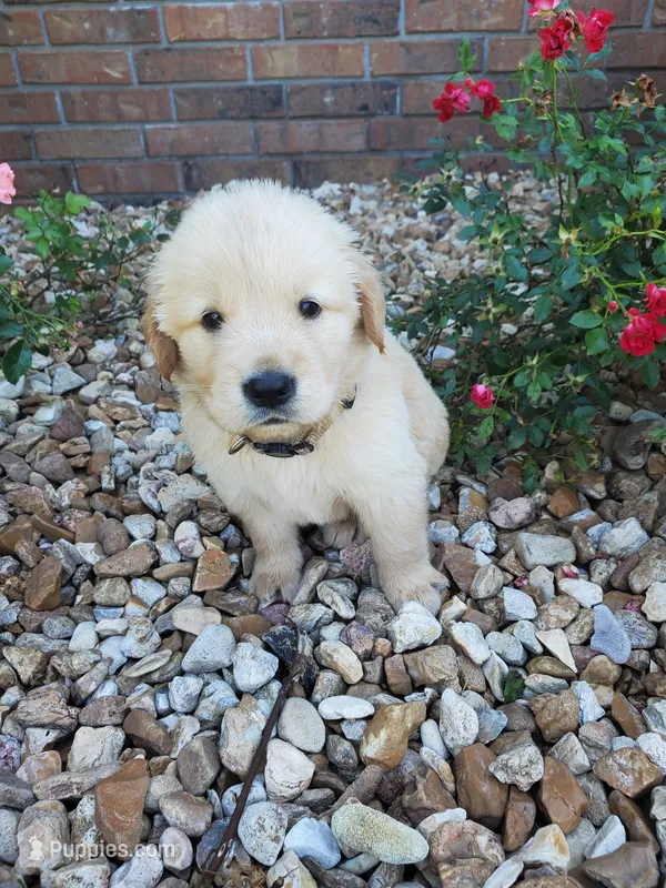 Tucker – Golden Retriever puppy for sale in Barrington, IL