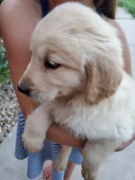 Emily, a female Golden Retriever for sale in Barrington, IL – 3 of 3