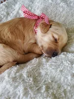 Henry, a male Golden Retriever for sale in Barrington, IL – 1 of 9