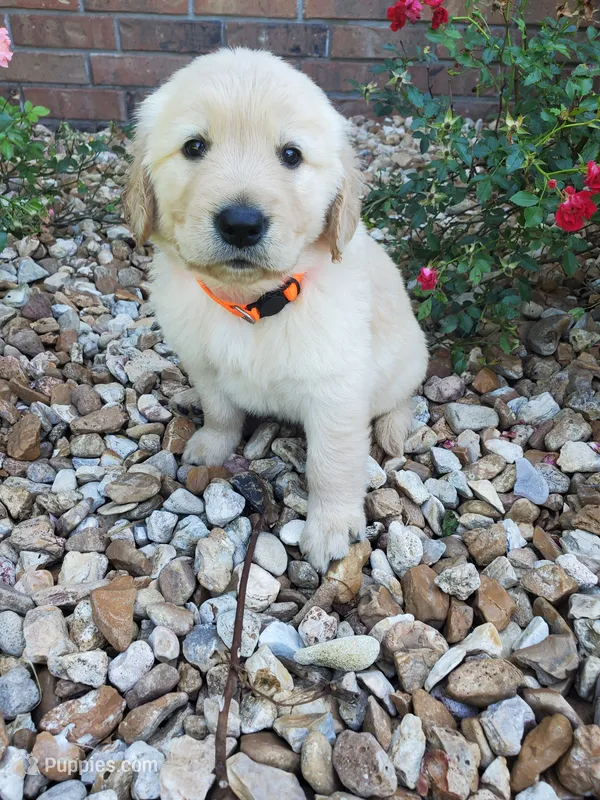 Birch  – Golden Retriever puppy for sale in Barrington, IL