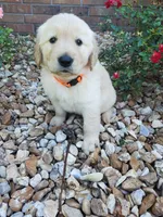 Birch , a male Golden Retriever for sale in Barrington, IL – 1 of 7