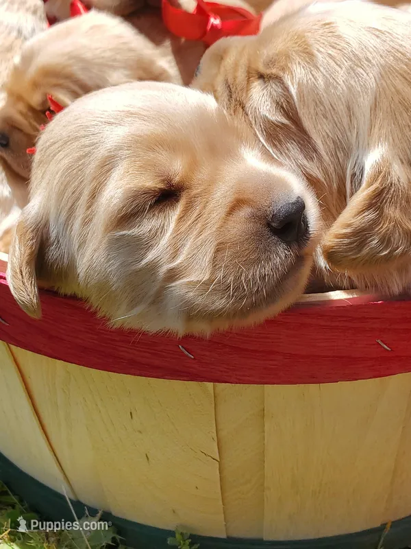 Willow – Golden Retriever puppy for sale in Barrington, IL