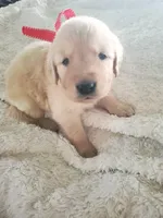 Cooper, a male Golden Retriever for sale in Barrington, IL – 3 of 4