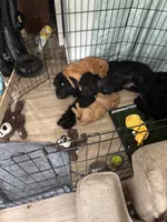 Mr. Orange, a male Goldendoodle for sale in Ashland City, TN – 6 of 6