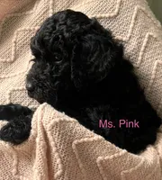 Ms. Pink, a male Goldendoodle for sale in Ashland City, TN – 1 of 5